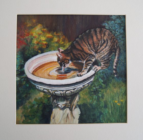 Cat drinking