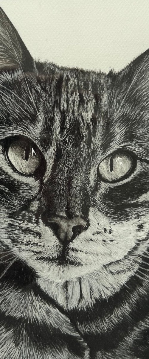 Commissioned Pet Portrait A4 by Adam Jones
