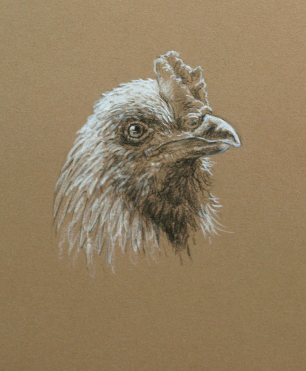 Rooster portrait by John Fleck