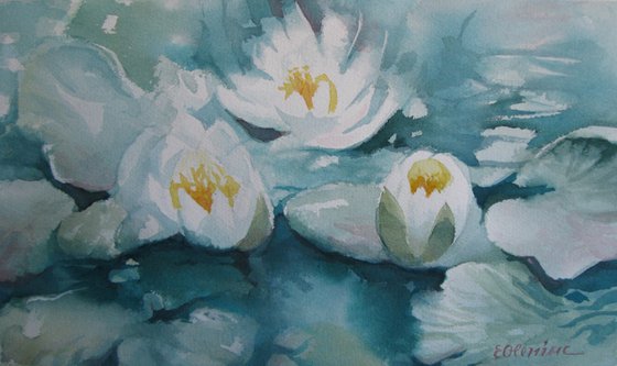 White waterlilies pond