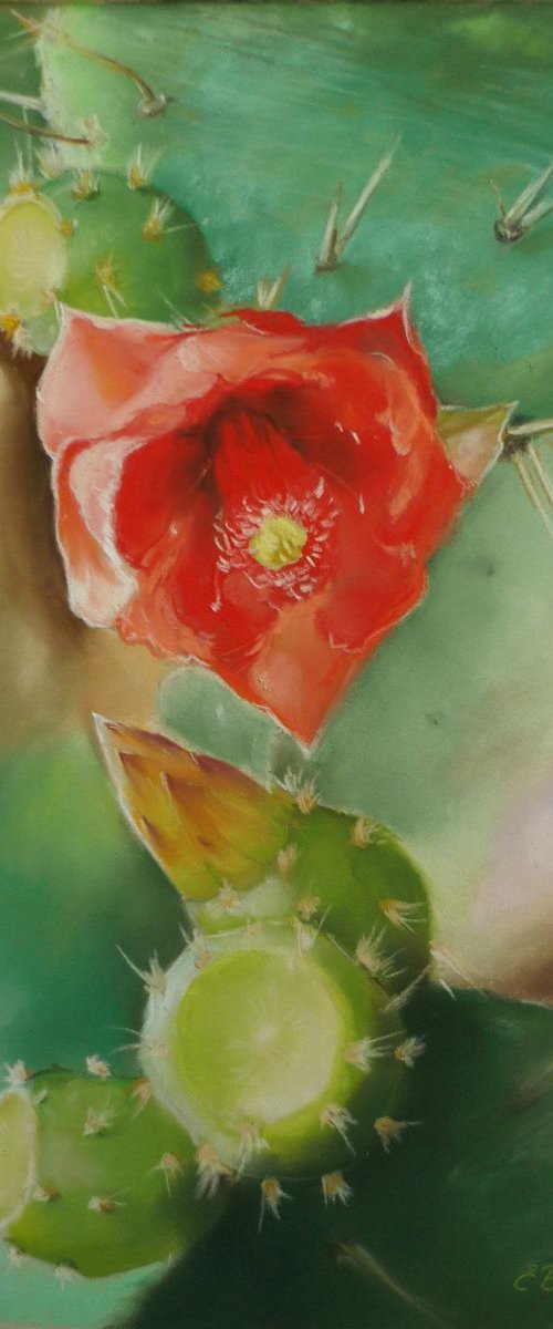 Prickly Pear flower. Pastel by Elena Bondarenko
