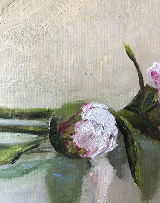 Gentle Peonies