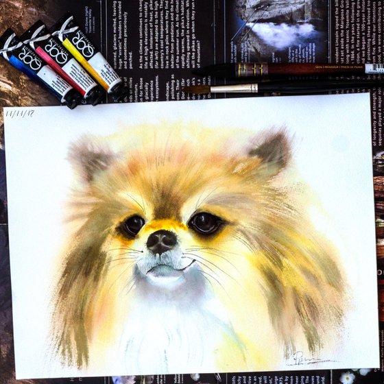 Pomeranian  - watercolor Painting