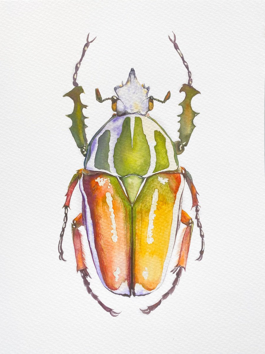 Rhamphorrhina bertolonii Lucas, beetle in the sun
