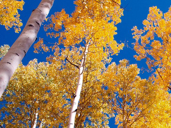 Golden Aspens