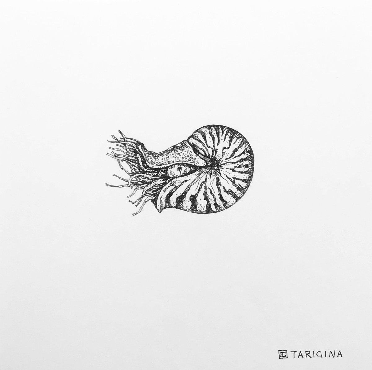 Nautilus by Elena Tarigina