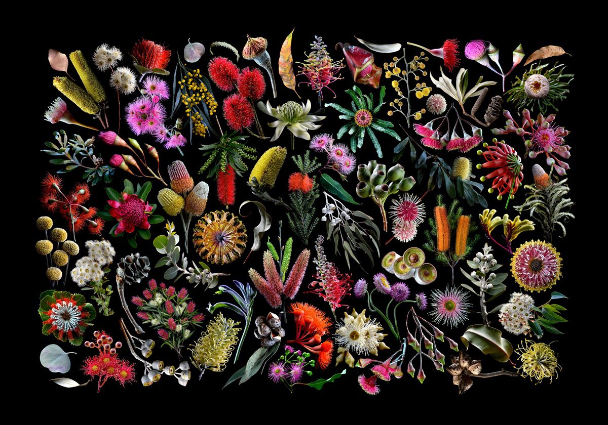 Botanical Photograph By Nadia Culph, 39 X 28", The Legend Of The Flowers, Original Artwork