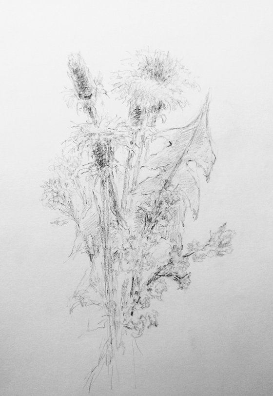 Dandelions #1. Original pencil drawing.