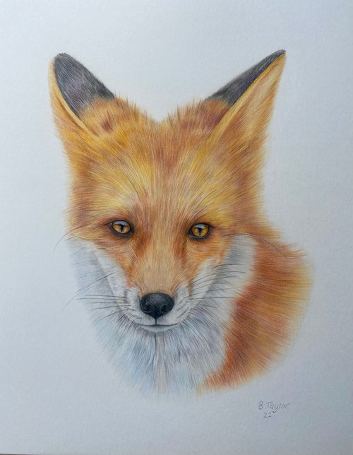 Beautiful fox by Bethany Taylor
