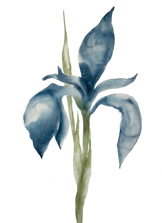 Iris No. 53