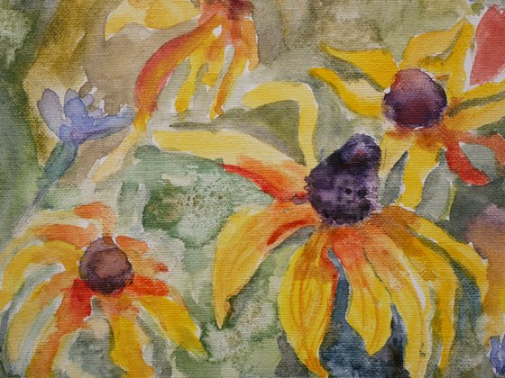 Wildflower Meadow: Rudbeckia & Cornflowers