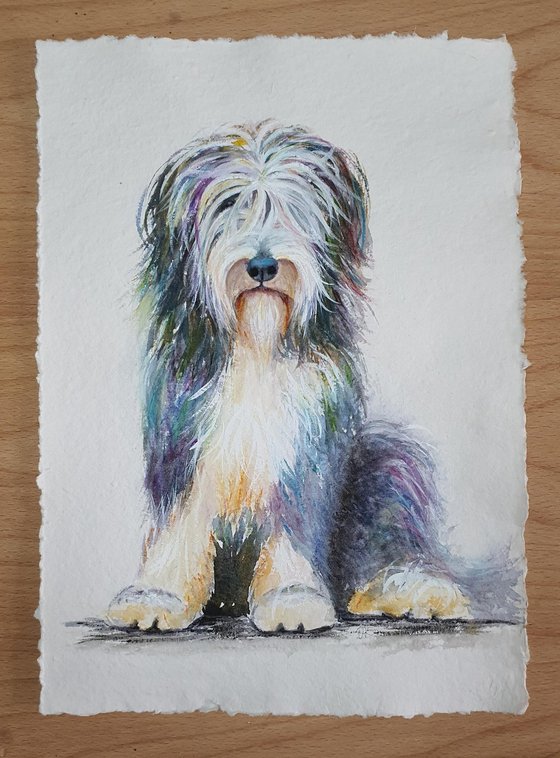 Gentle Rascal - Bearded Collie