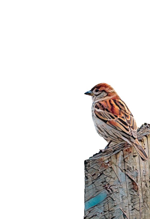 Sparrow by Marlene Watson