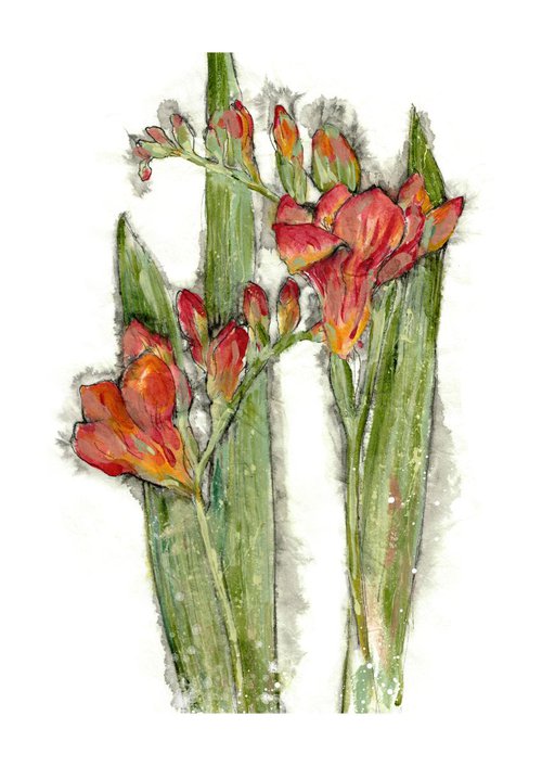 Freesia by Veda  West