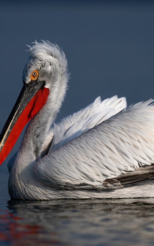 Red, White and Blue by Nick Dale