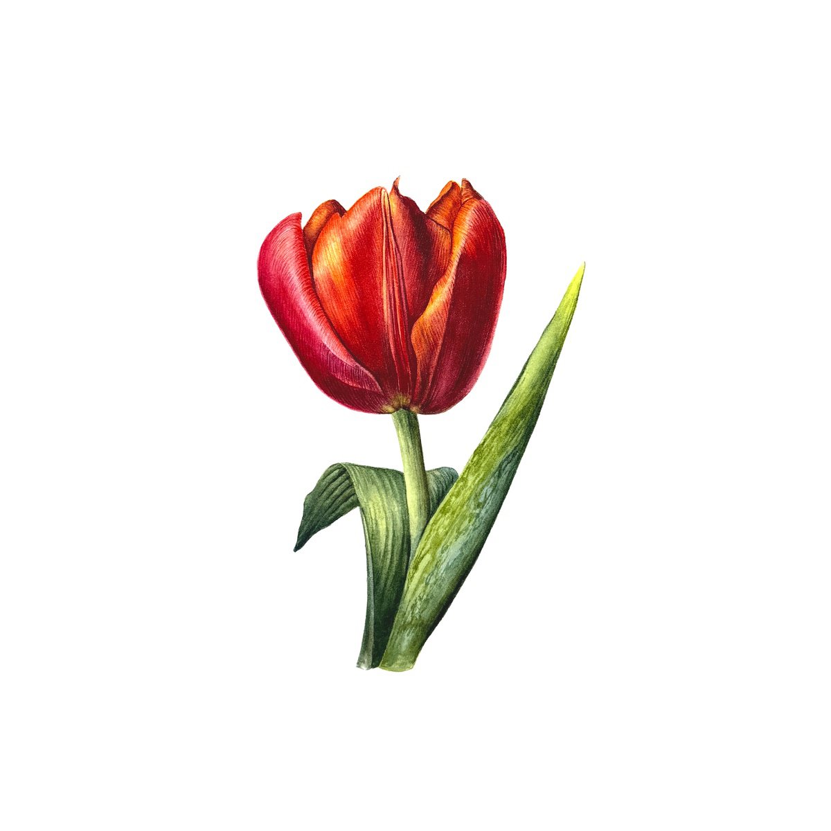 Photorealistic Watercolour , Red Tulip Study I By Yuliia Prokopchuk, 10 X 10, Artwork For Sale On Artfinder