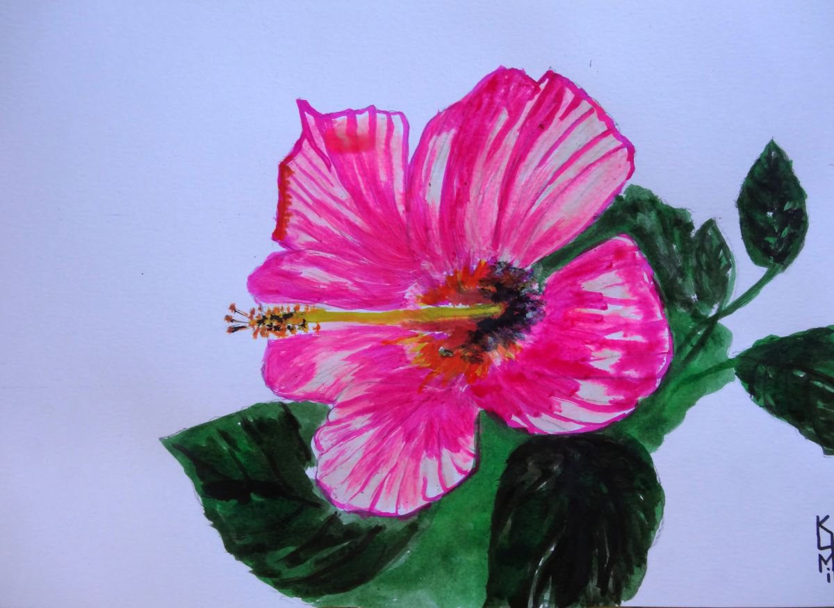 Hibiscus pink by Kumi Muttu