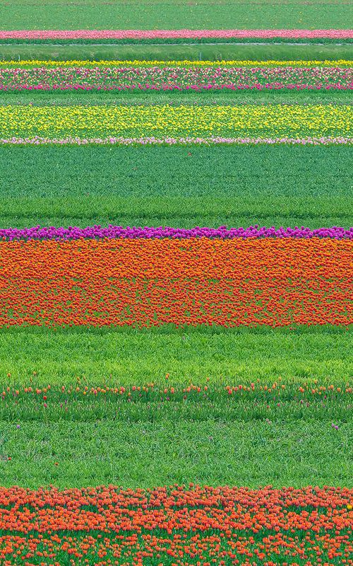 Abstract Flower Landscape - Tulip field I. by Peter Zelei