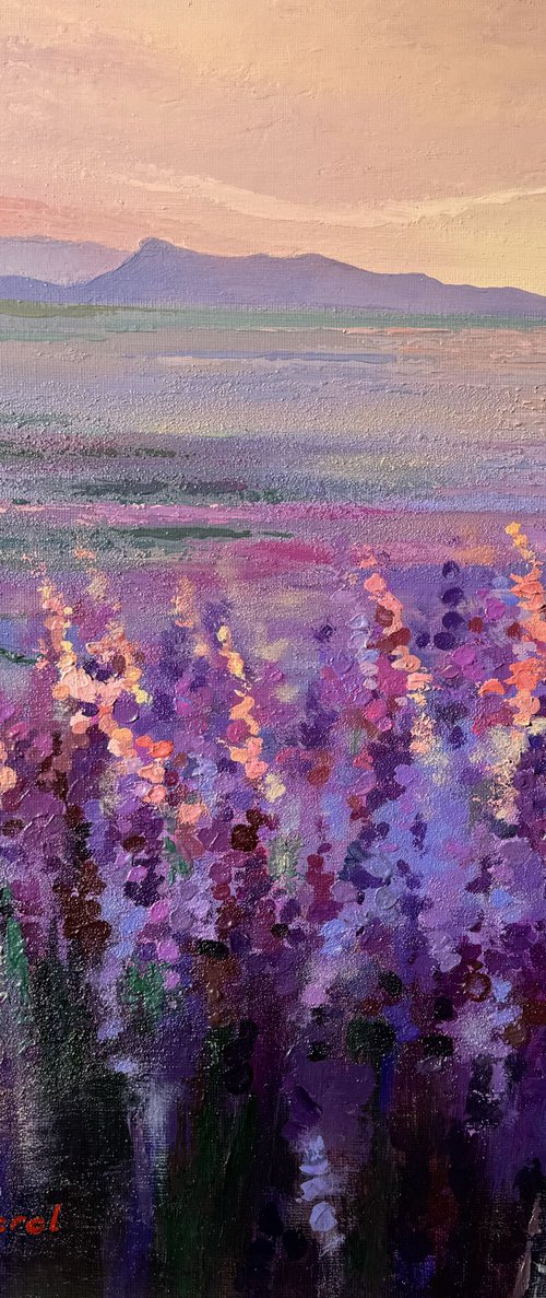 Blushing lavender morning by Ulyana Korol