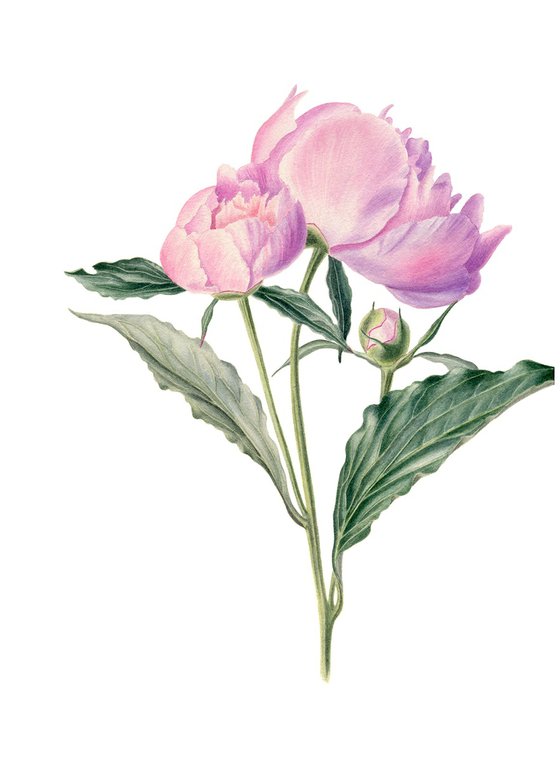 Peony