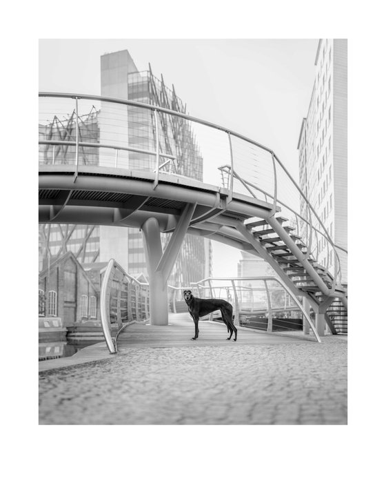 Greyhounds of London VI