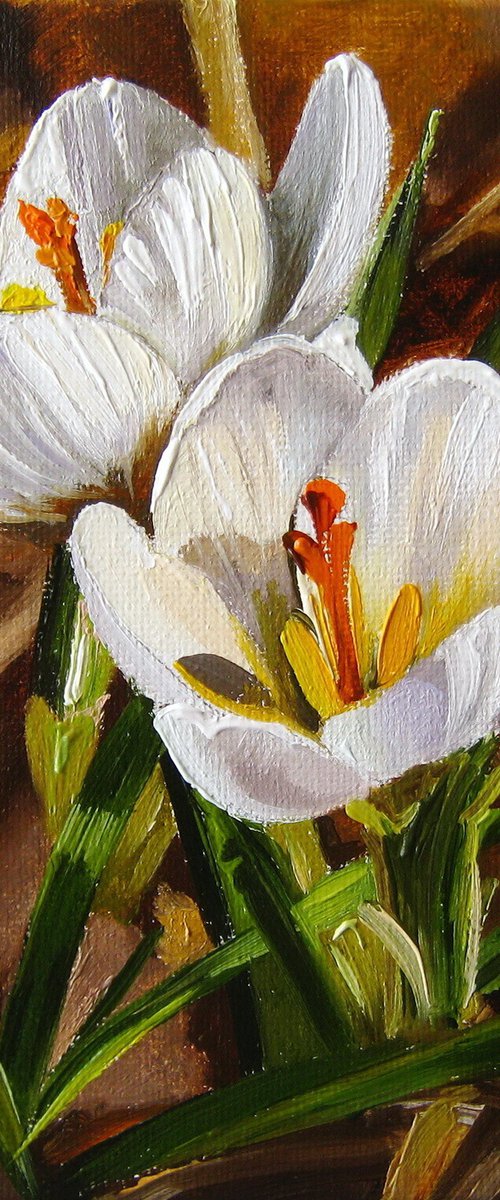 Spring again, White Crocuses by Natalia Shaykina