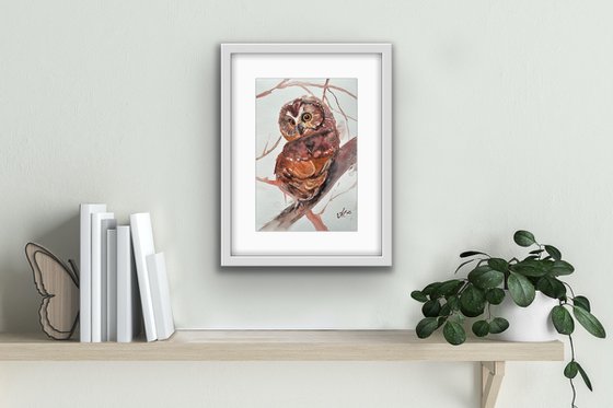 Little Owl