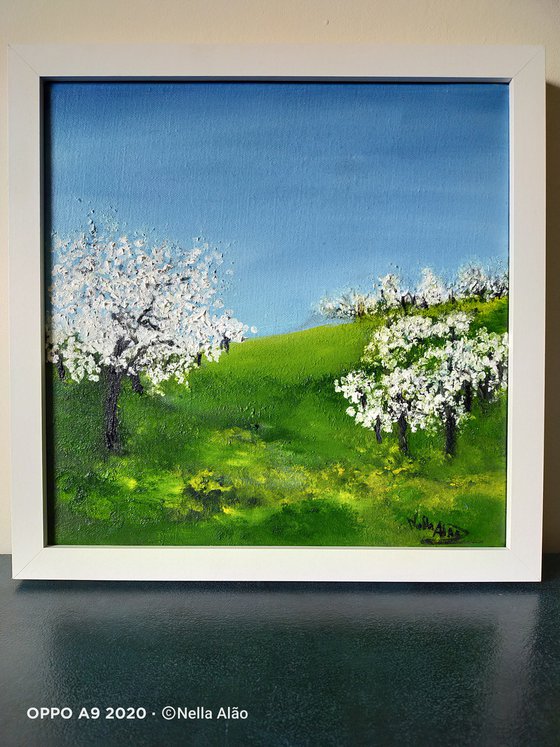 Almond trees in Blossom