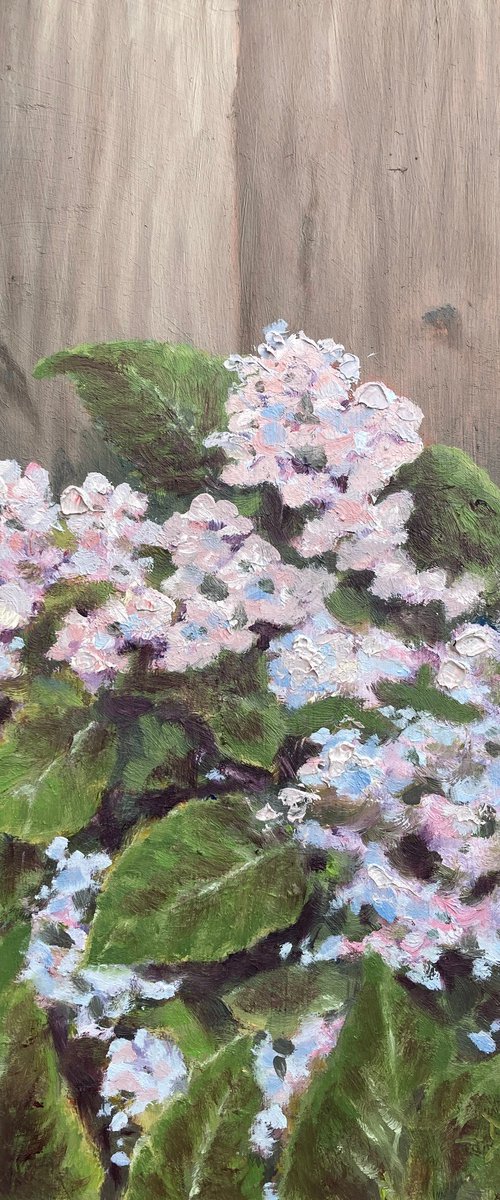 Hydrangea by David Mather