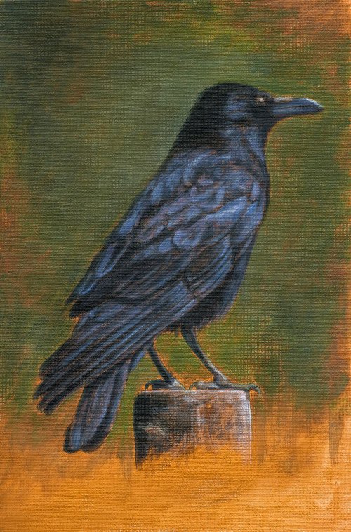 Common raven by Mikhail Vedernikov