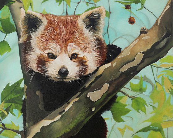 Red panda on tree branch