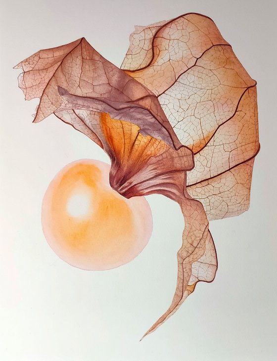 Flying Physalis