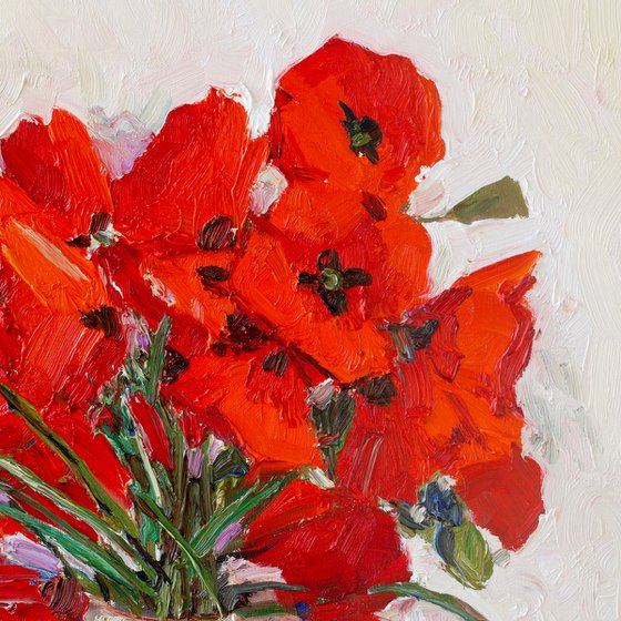 Wild Poppies on the White Background