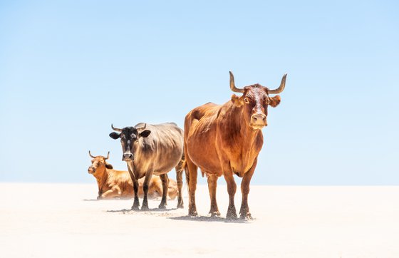 Sunbathing Cows
