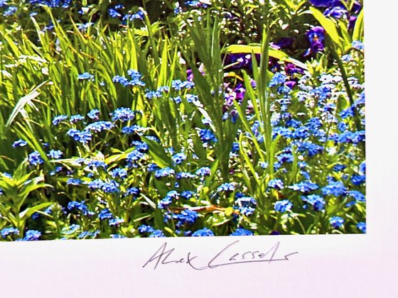 Le jardin d'eau au printemps