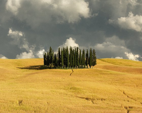 Landscape Art Photo: Tuscan Cypress Grove: Prelude to the Storm