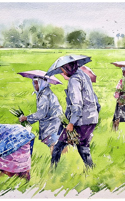 Songs of the Paddy Fields by Raji Pavithran