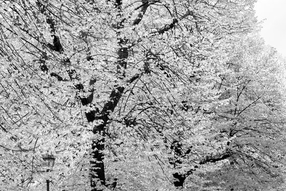 #73 Florence Nature - white tree