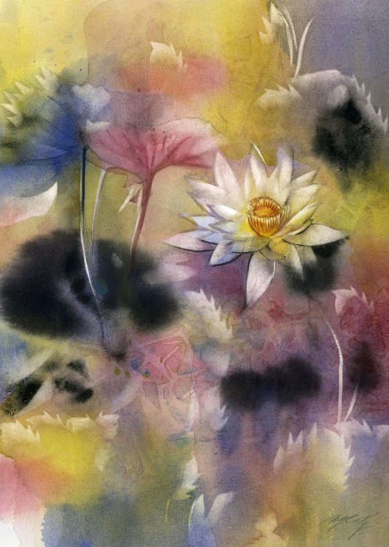 waterlily at the pond