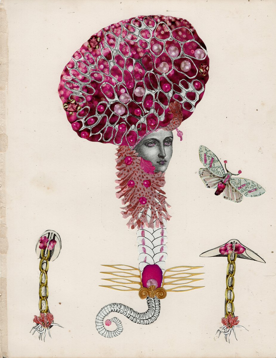Pink Disco Fungus (Aleurodiscus wakefieldiae) by Katie McCann