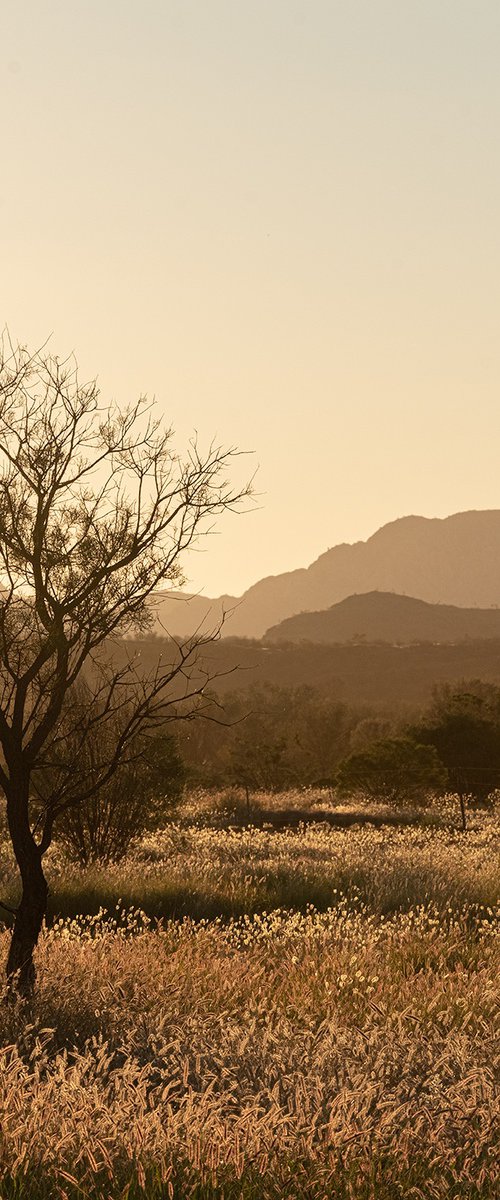 Grass Plains Outback Australia #1 by Nick Psomiadis