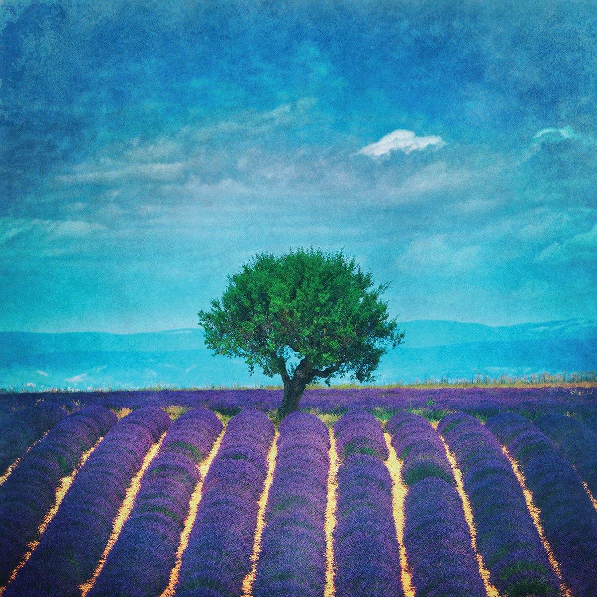 Lavender field and a lonely tree by Peter Zelei