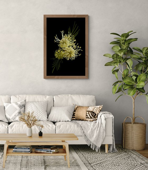 Grevillea Moonlight