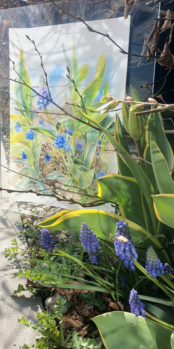 Spring Awakening Blue Muscari in Watercolor