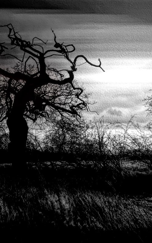 Creepy Tree by Martin  Fry