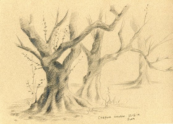 Old olive trees. Original artwork.