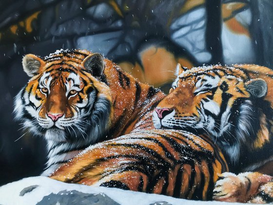 Love of the Amur tigers