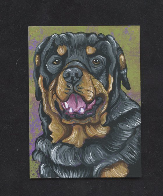 ACEO ATC Original Miniature Painting Rotti Rottweiler Pet Dog Art-Carla Smale