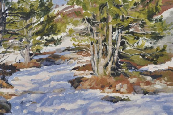 Pines on Snowy Mount Mézenc