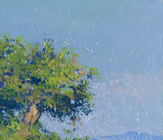 Olive tree on the Dassia